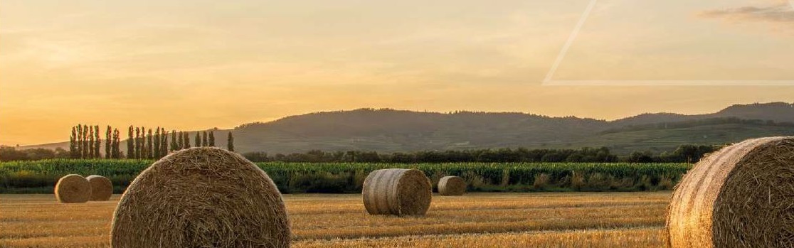 Stroh Infobild 2
